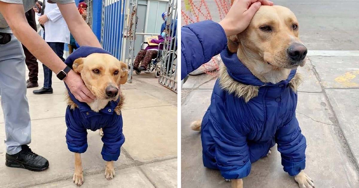 Perrito esperó 3 días a su dueño internado en un hospital