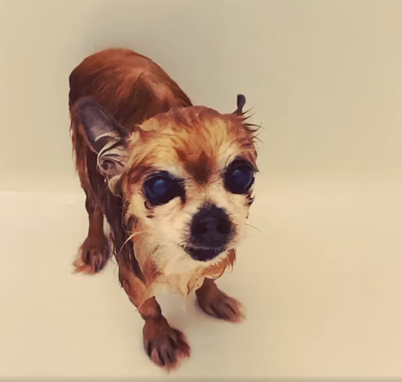 Perrito hace berrinche baño