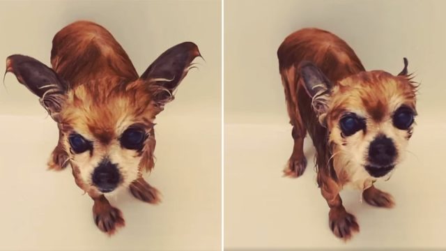 Perrito hace berrinche después de cada baño