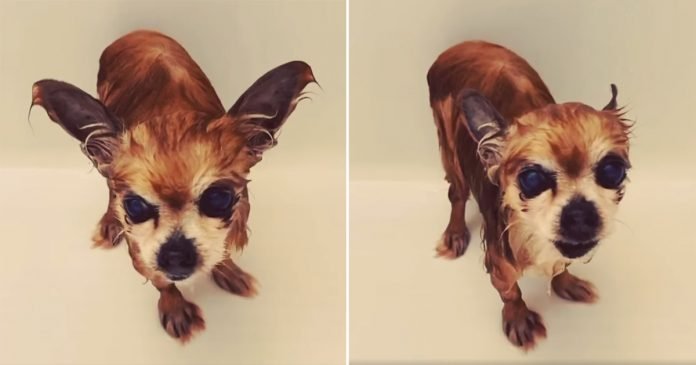 Perrito hace berrinche después de cada baño