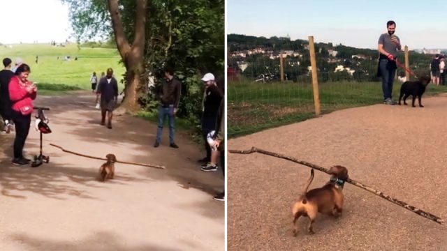 Perrito lleva palo gigante hace sonreir todos
