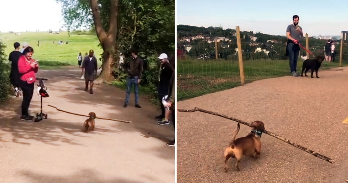 Perrito lleva palo gigante hace sonreir todos