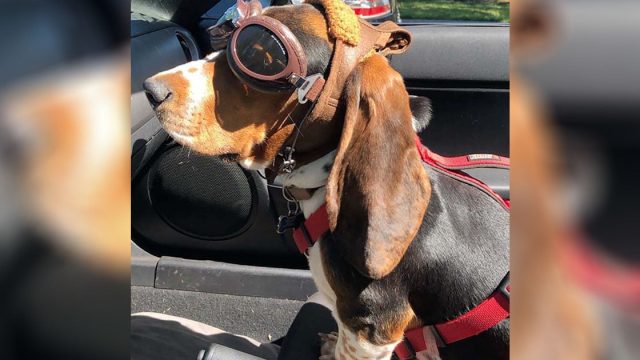Perrito obtiene unas gafas especiales para montar el descapotable de papá