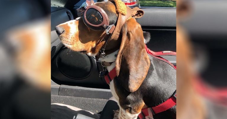 Perrito obtiene unas gafas especiales para montar el descapotable de papá