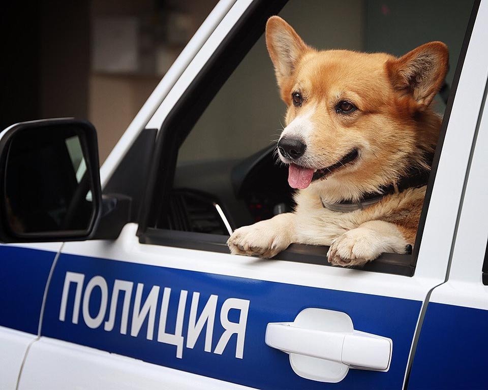 Perrito policía en auto