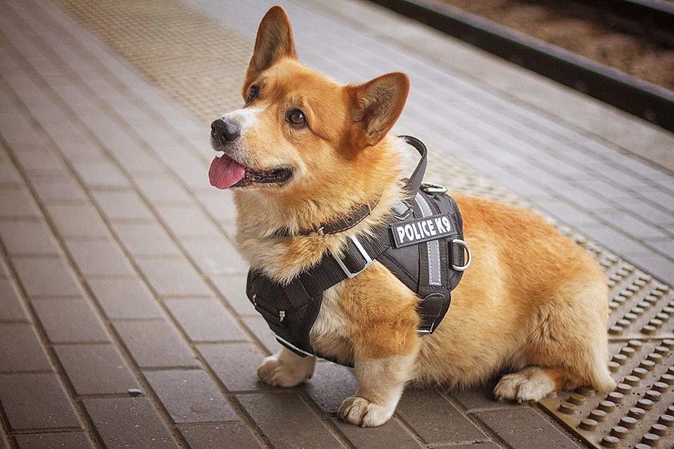 Perrito policía