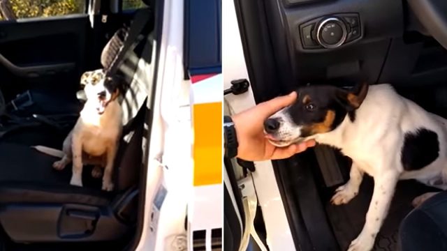 Perro abandonado en autopista salta a una patrulla