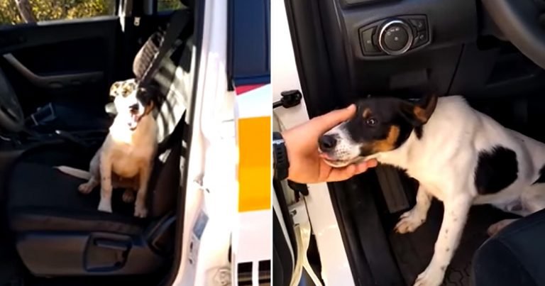 Perro abandonado en autopista salta a una patrulla