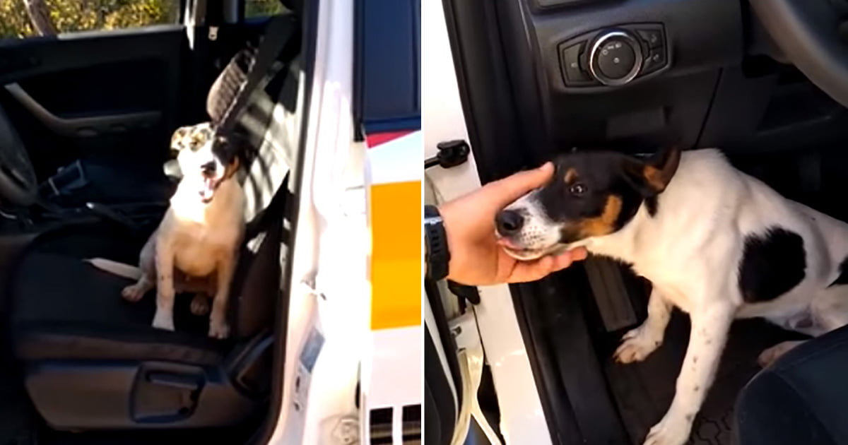 Perro abandonado en autopista salta a una patrulla