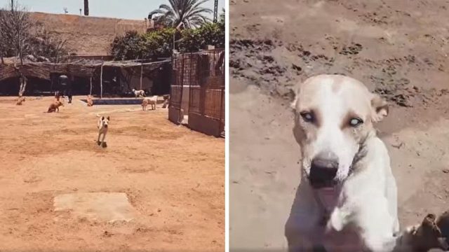 Perro ciego corre cuando escucha la voz de su amigo