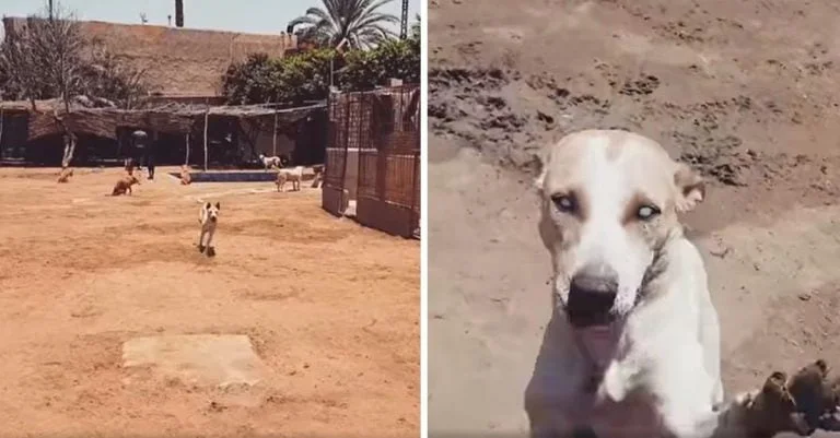 Perro ciego corre cuando escucha la voz de su amigo