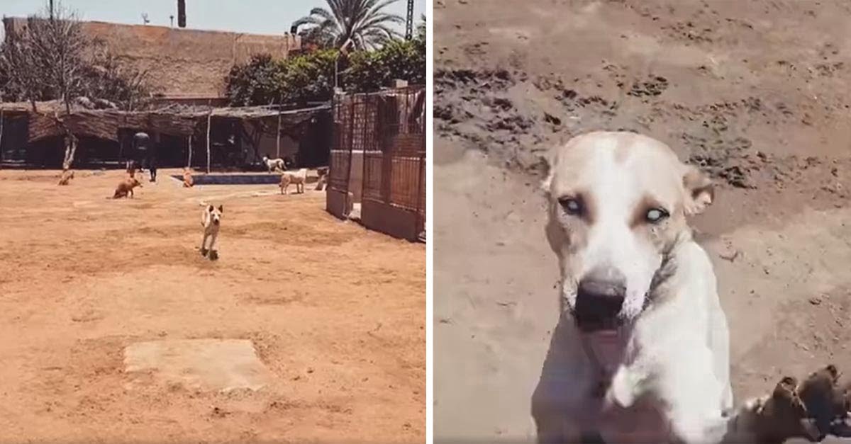 Perro ciego corre cuando escucha la voz de su amigo