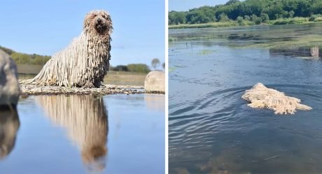 Perro con aspecto de trapeador se vuelve viral por nadar en un lago