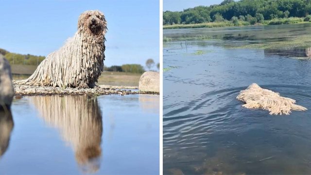Perro con aspecto de trapeador se vuelve viral