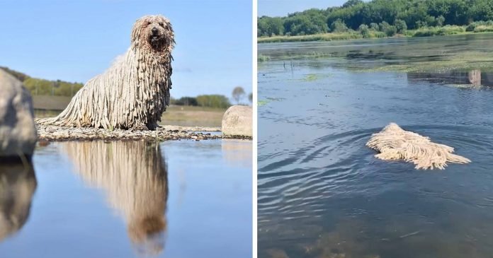 Perro con aspecto de trapeador se vuelve viral