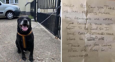 Perro es dejado en la calle después de 10 años junto a una nota desgarradora