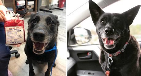 Perro está muy feliz después de haber donado sangre para salvar la vida de un cachorro