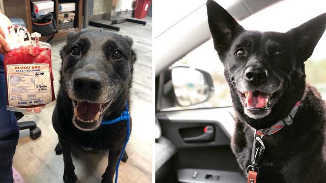 Perro está muy feliz después de haber donado sangre