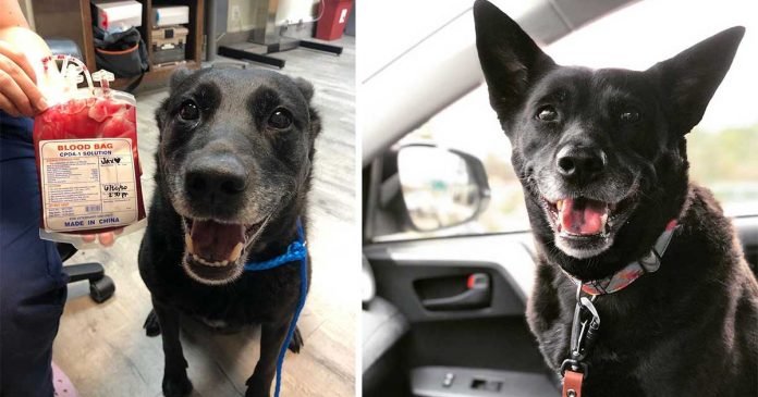 Perro está muy feliz después de haber donado sangre