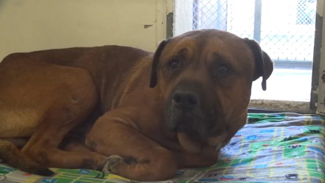 Perro llora al ser abandonado en un refugio
