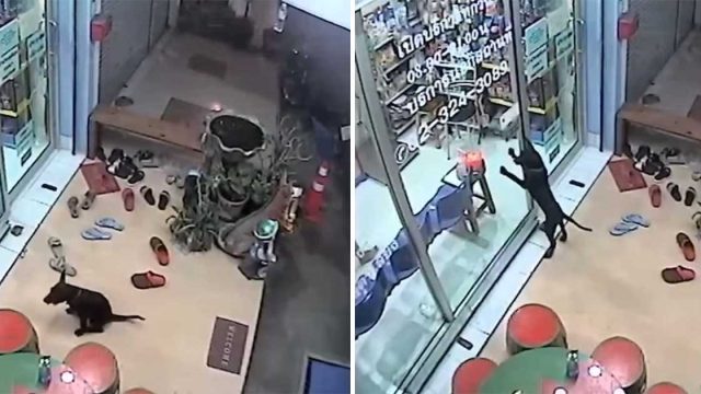 Perro perdido va donde su veterinario para que lo ayude a regresar a casa