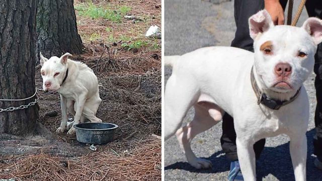 Perro que estuvo encadenado es amado ahora