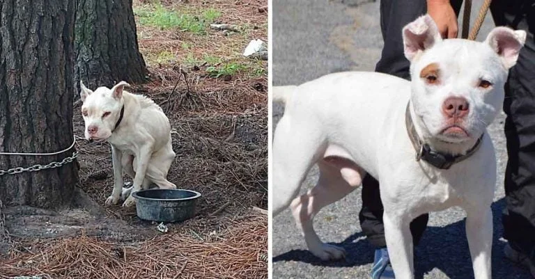 Perro que estuvo encadenado es amado ahora