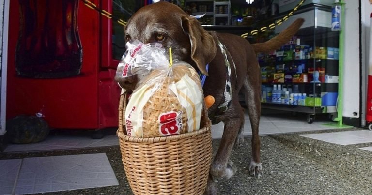 El perro que hace domicilios le robaron su canastita y las personas están indignadas
