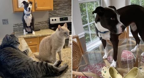 Perro rescatado está totalmente convencido de que es un gato