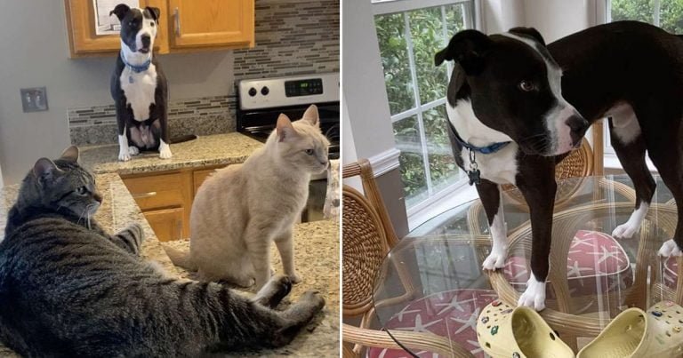 Perro rescatado está totalmente convencido de que es un gato