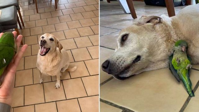 Perro salvó un lorito y decide ser su hermano