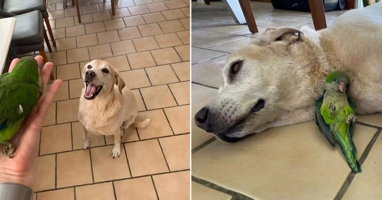 Perro salvó un lorito y decide ser su hermano