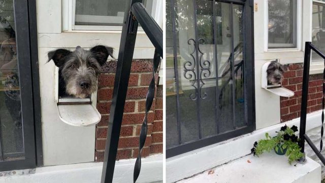 Perro se da cuenta de que el buzón le sirve para saludar