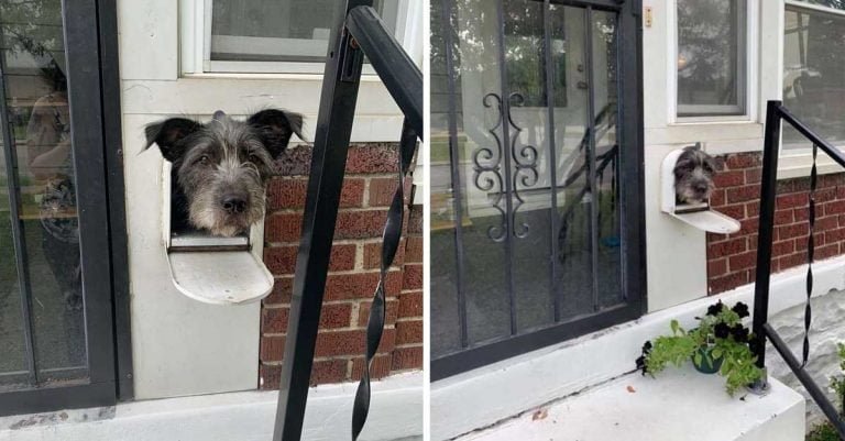 Perro se da cuenta de que el buzón le sirve para saludar