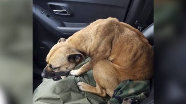 Perro sube auto buscando ayuda