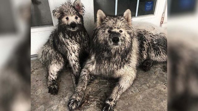 Perros esperan descuido de su dueño para darse cambio de imagen