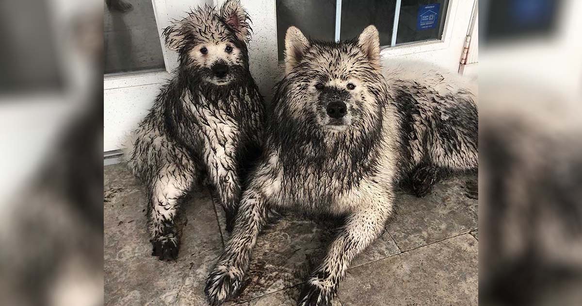 Perros esperan descuido de su dueño para darse cambio de imagen