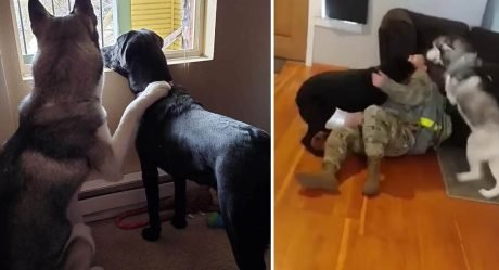 Estos perros están tan emocionados cuando mamá llega a casa después de 8 meses