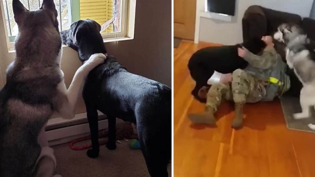 Perros están tan emocionados cuando mamá llega a casa