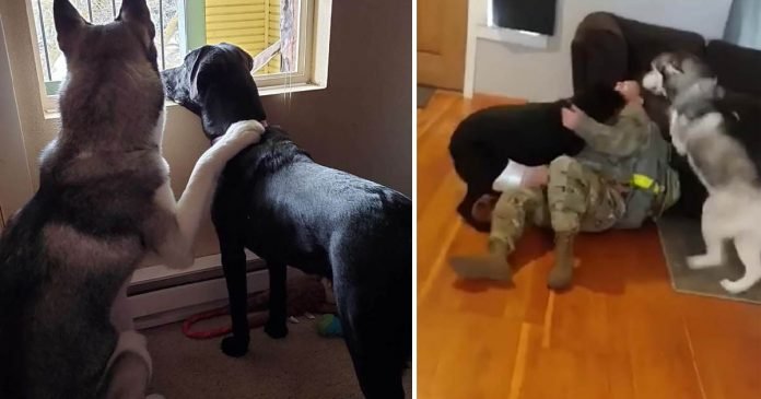 Perros están tan emocionados cuando mamá llega a casa