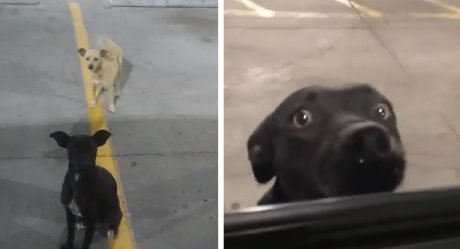 Perros rescatados en un estacionamiento buscaban la ayuda de todo el que pasaba