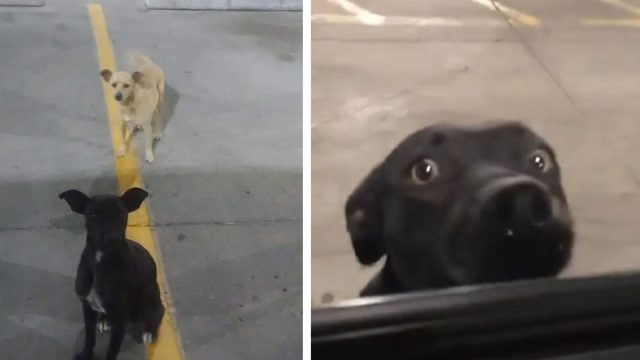 Perros rescatados en un estacionamiento