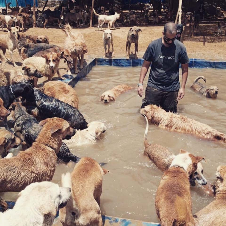 Perros se bañan