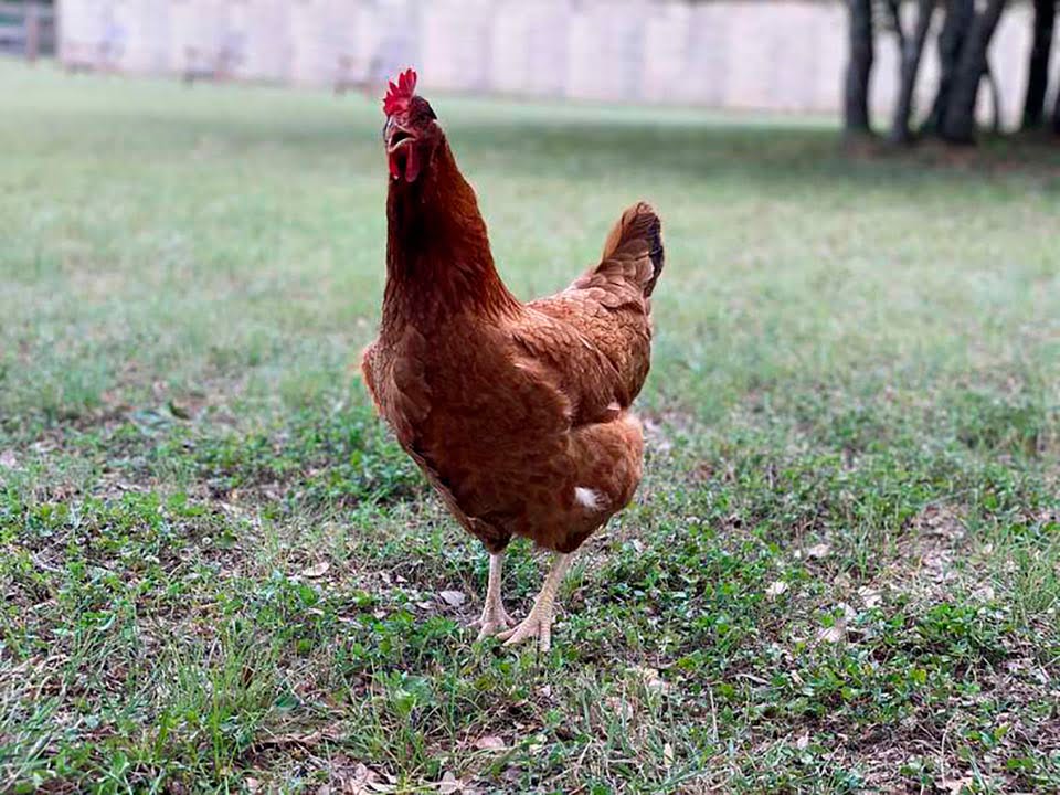 Pollo se cuela en el auto de un extraño
