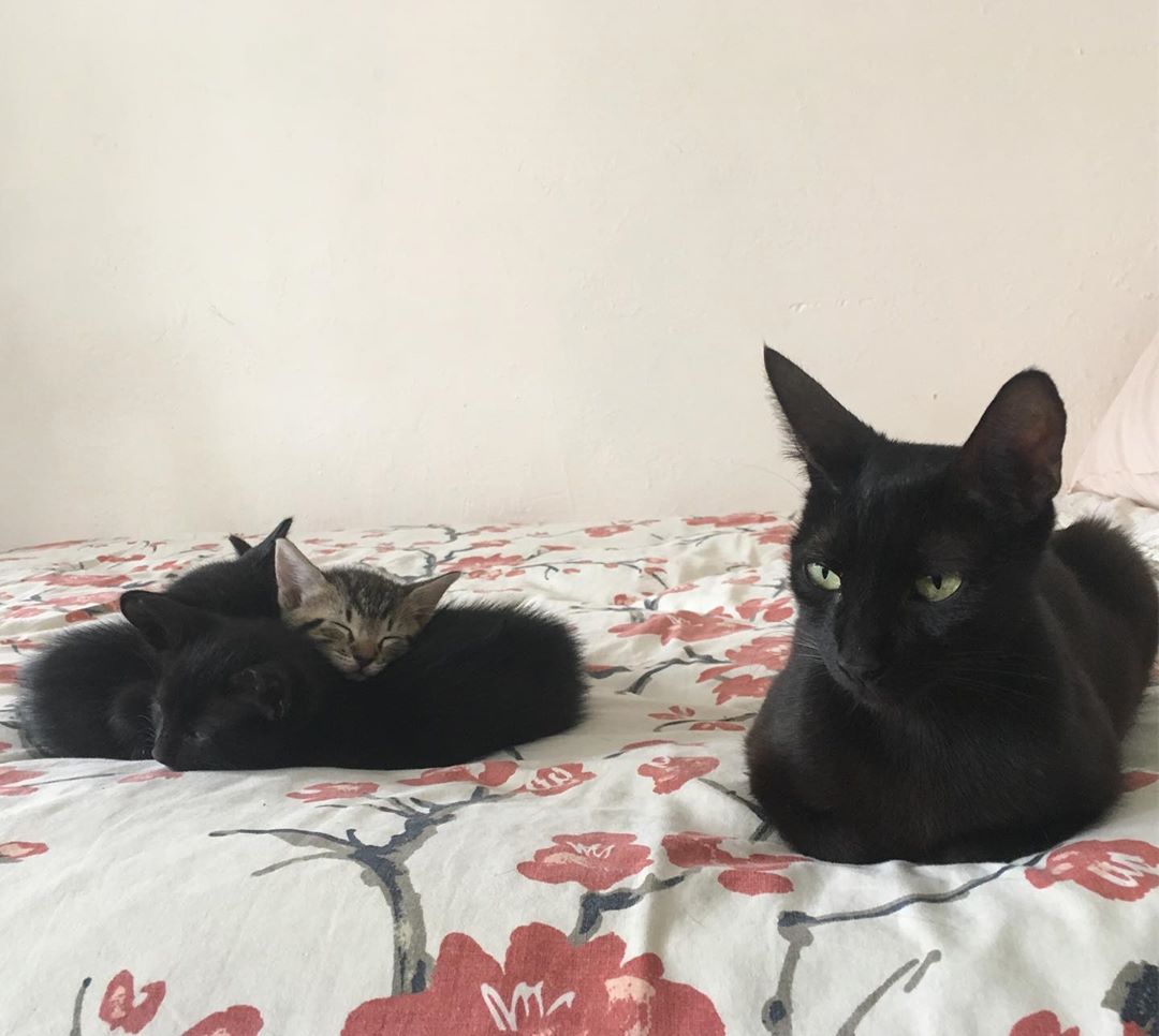 Salami y Bebés