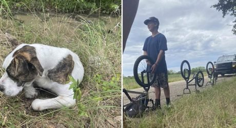 3 adolescentes encuentran un perro herido al lado de la carretera y le salvan la vida