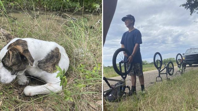 Tres adolescentes encuentran a un perro herido