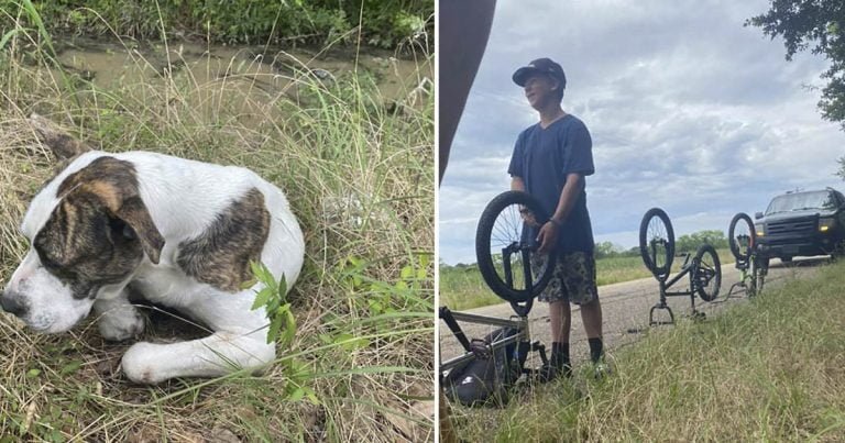 Tres adolescentes encuentran a un perro herido