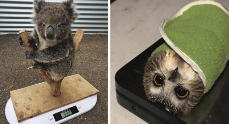 Trucos lindos que usan los cuidadores para pesar diferentes animales