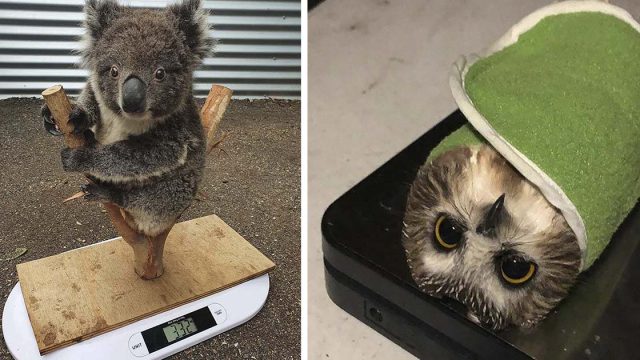 Trucos lindos que usan los cuidadores para pesar animales